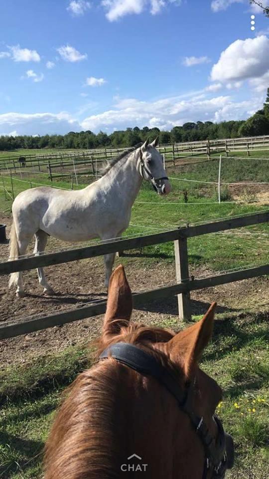 Lipizzaner Tulipan VIII-5 billede 4