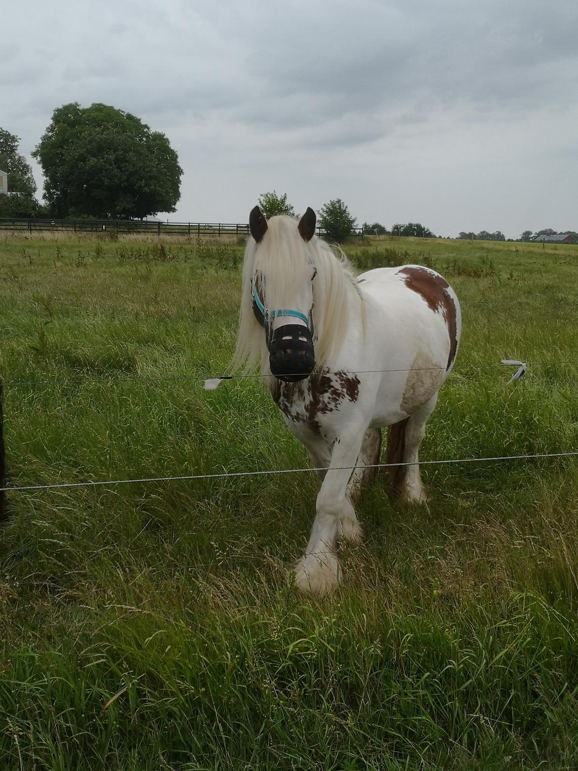Irish Cob ITS Hazel RIP:-( billede 7