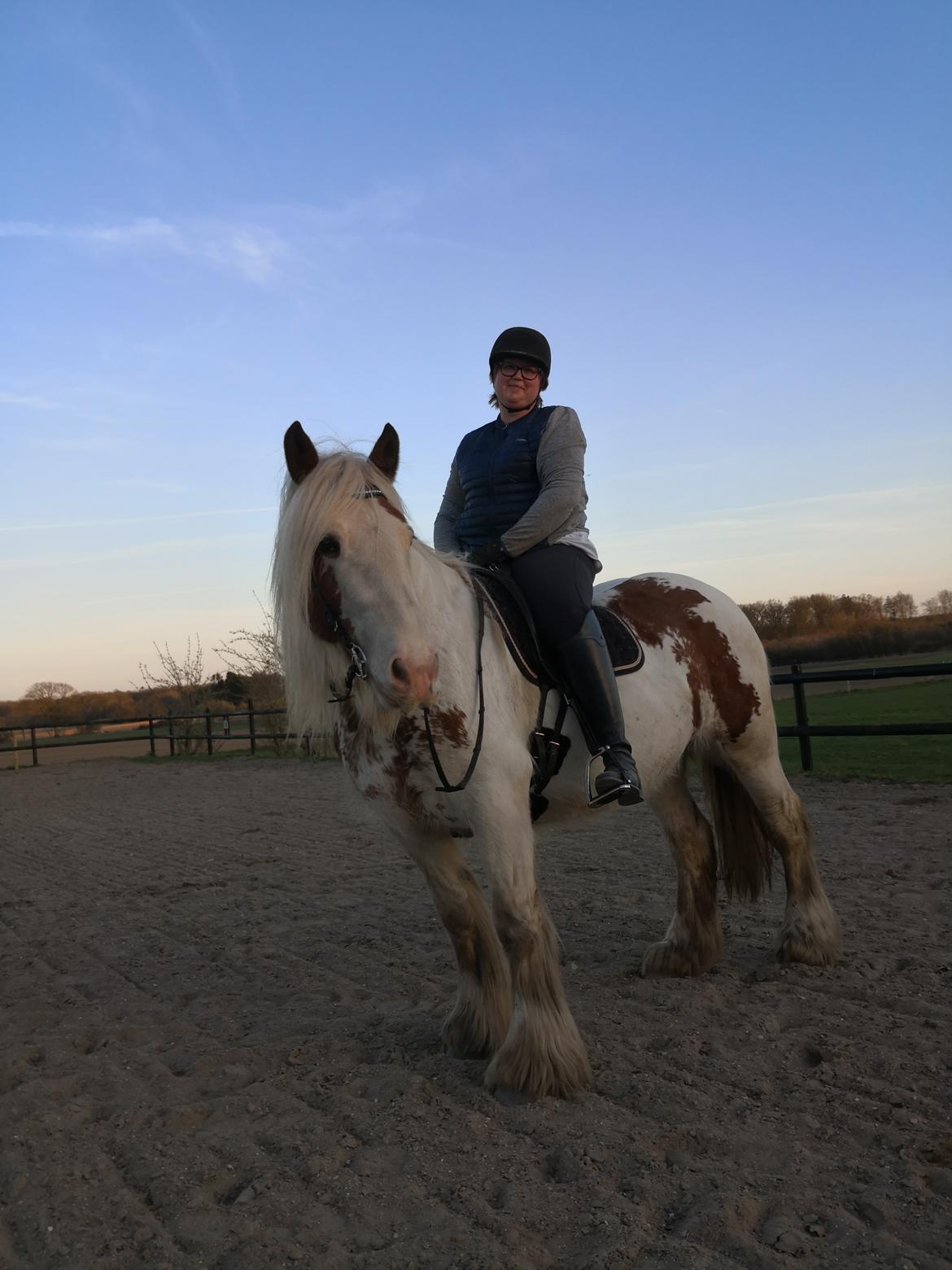 Irish Cob ITS Hazel RIP:-( billede 9