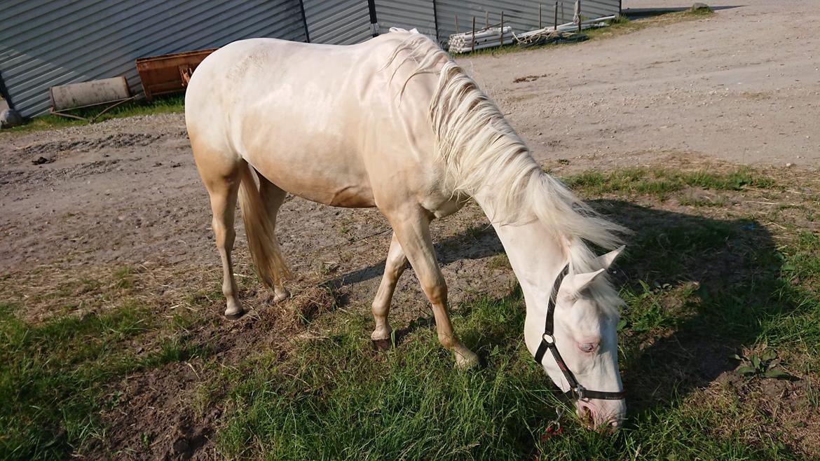 Palomino sunshine's flaming blue star billede 5