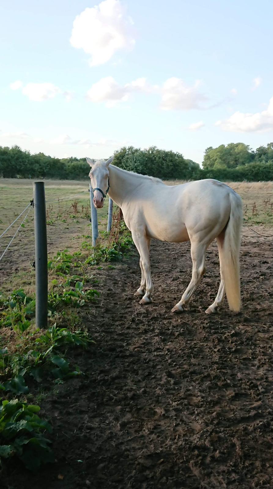 Palomino sunshine's flaming blue star billede 9