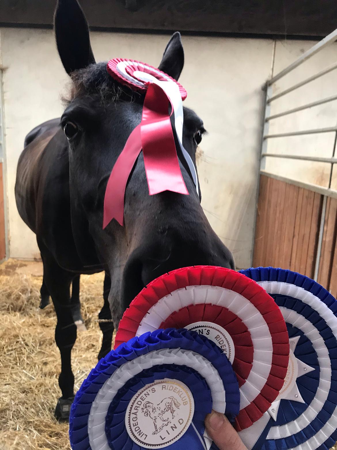 Dansk Varmblod Diega gold s.g. - Klubmesterskabet 2018 billede 19