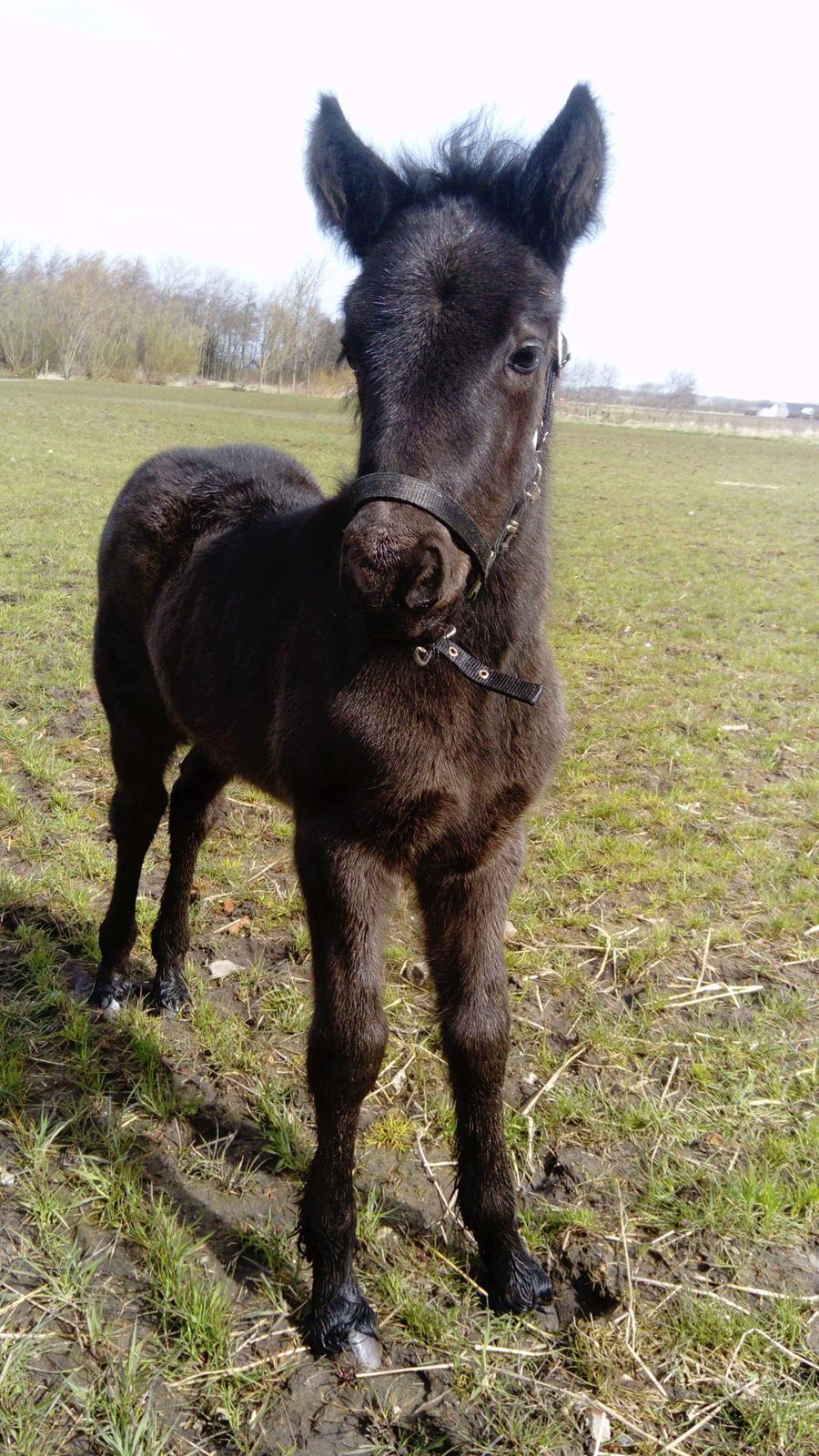 Fell pony Princess Mellie billede 7