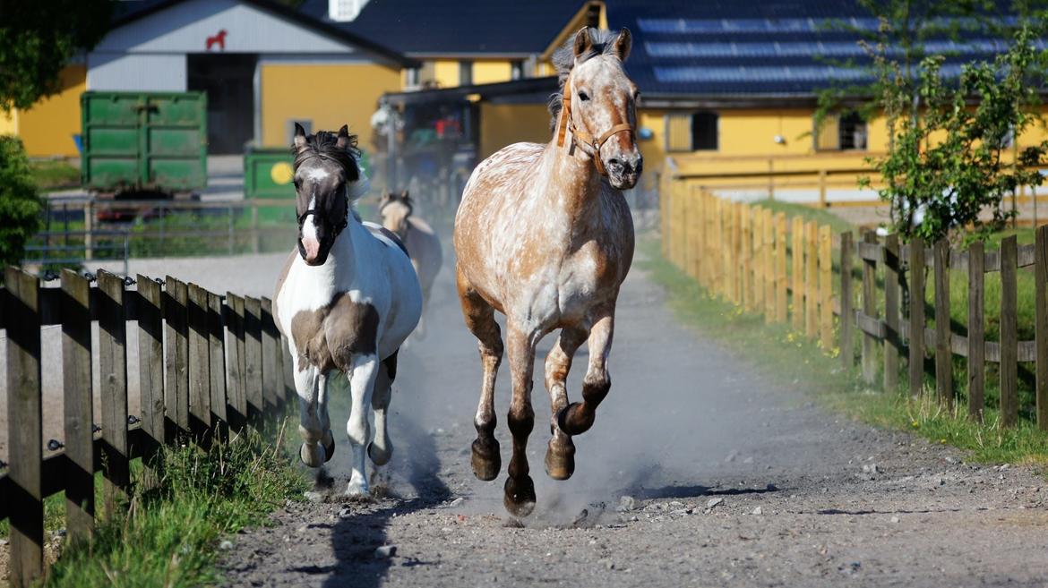 Anden særlig race Little Kahlua billede 19