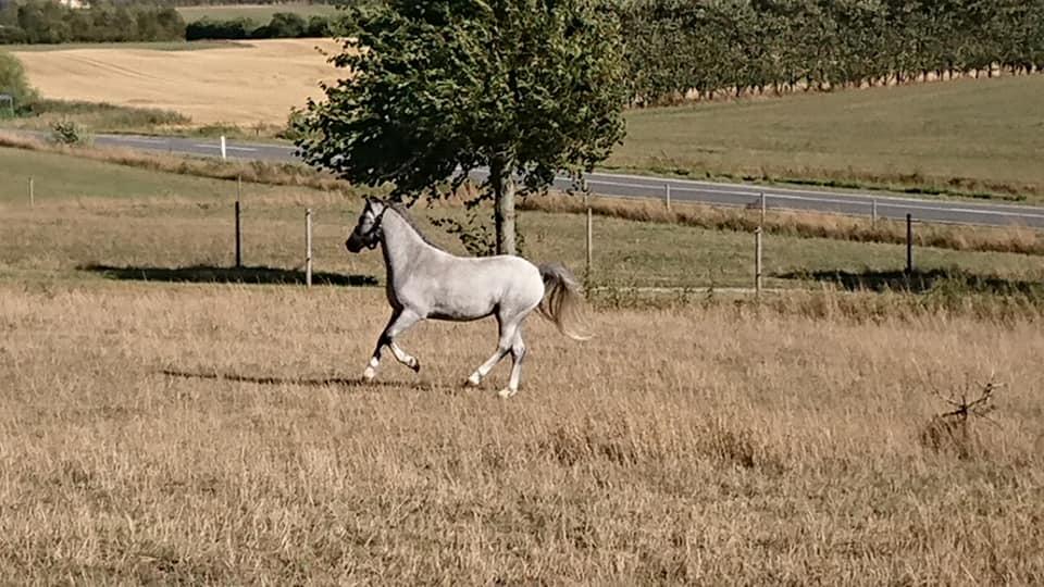 Welsh Mountain (sec A) Greenhills shy little Idefix billede 11