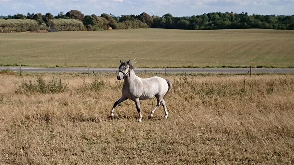 Welsh Mountain (sec A) Greenhills shy little Idefix billede 12