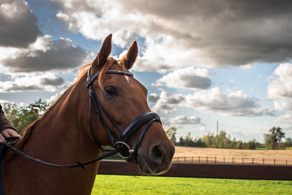 Anden særlig race Simon billede 3