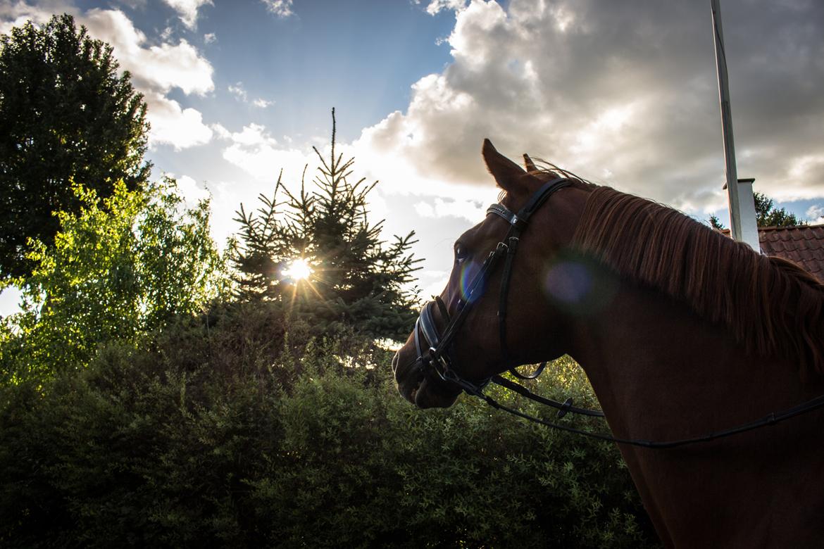 Anden særlig race Simon billede 5