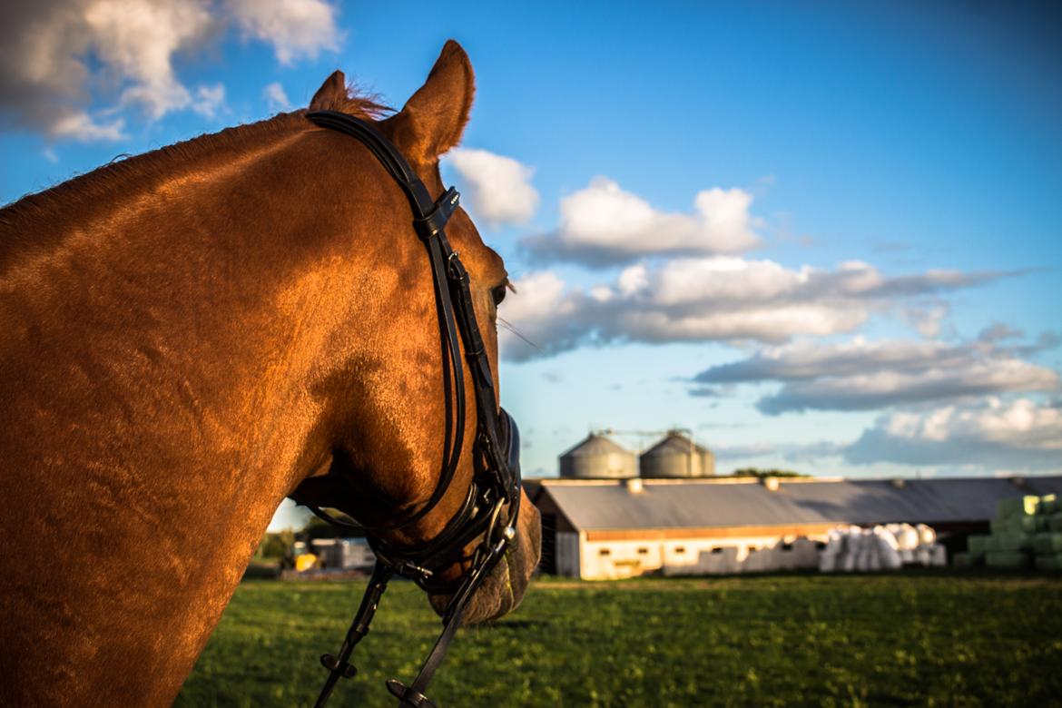 Anden særlig race Simon billede 6