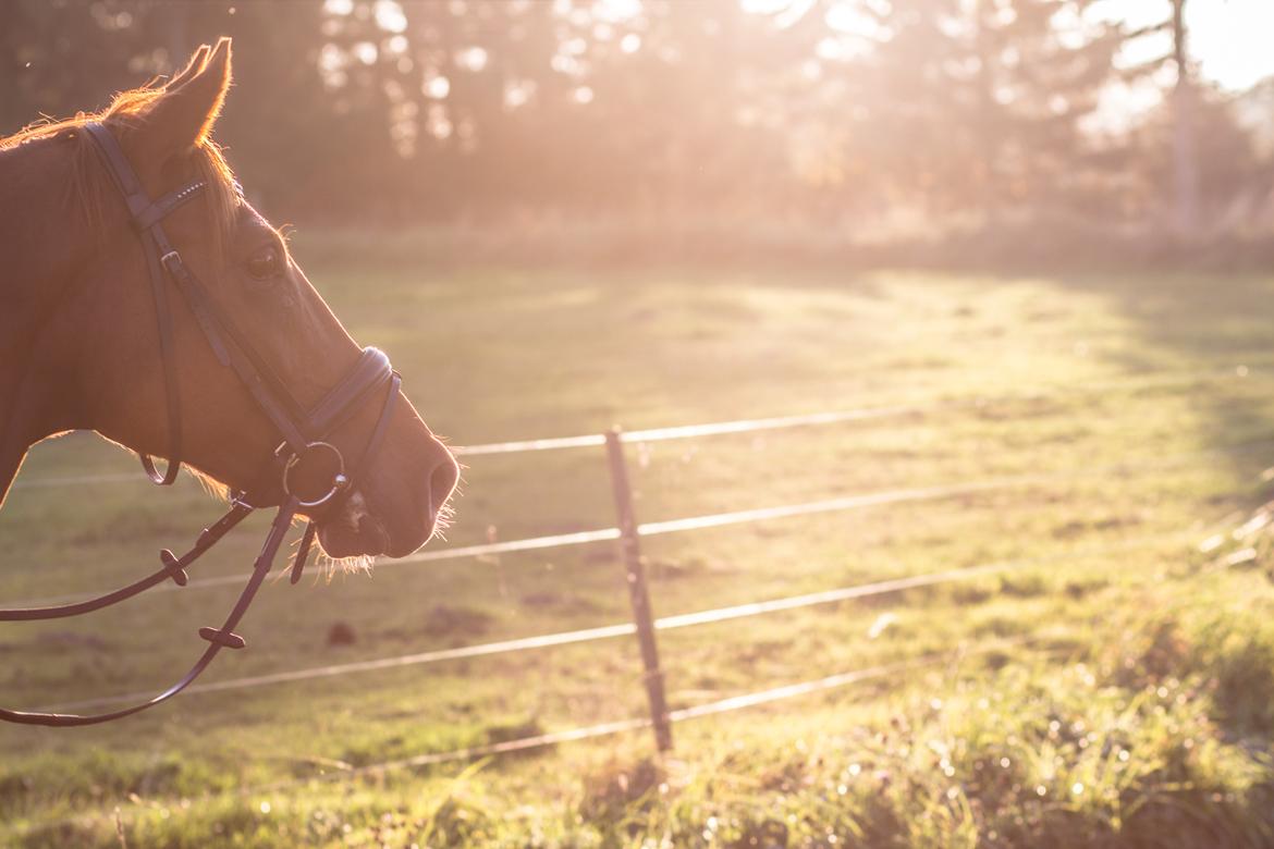 Anden særlig race Simon billede 8