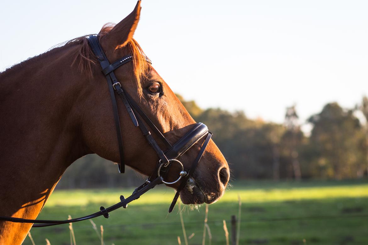 Anden særlig race Simon billede 2