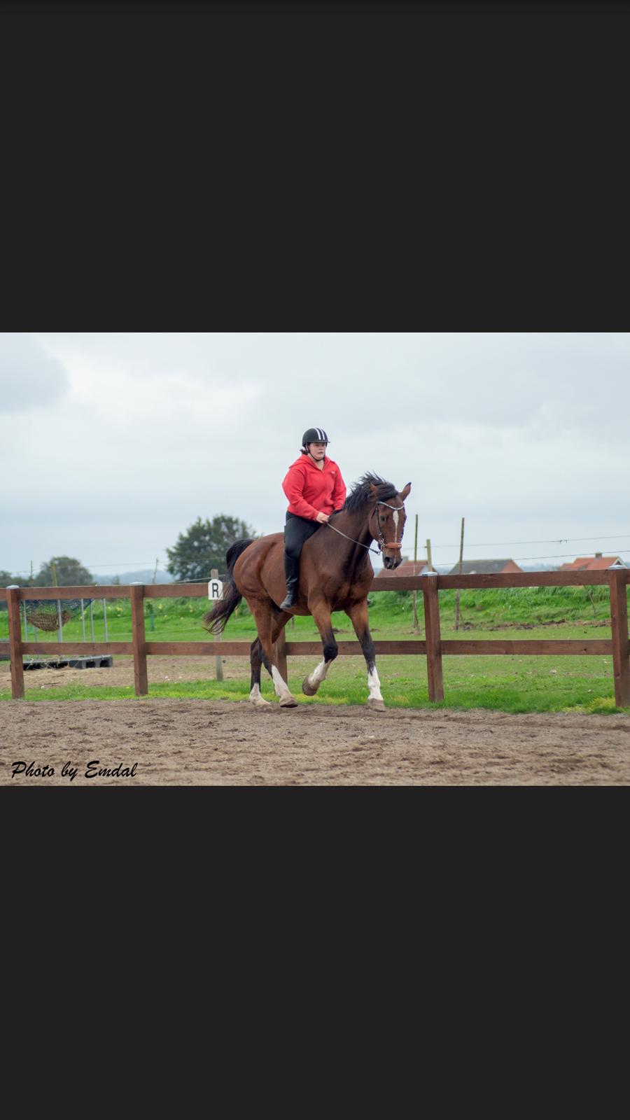 Dansk Varmblod Cadeau billede 2