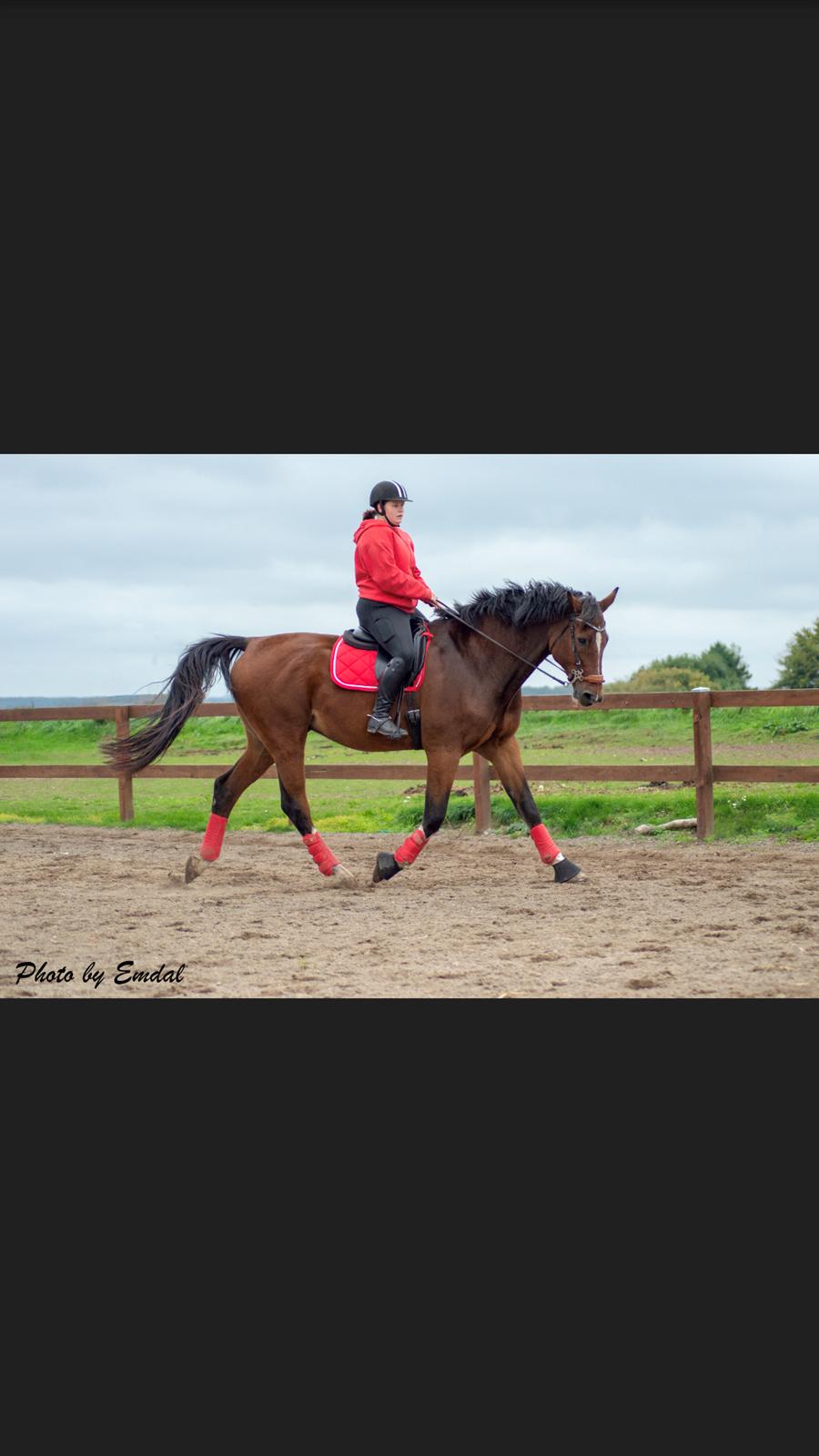 Dansk Varmblod Cadeau billede 3