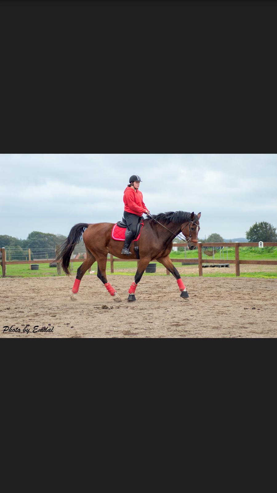 Dansk Varmblod Cadeau billede 4