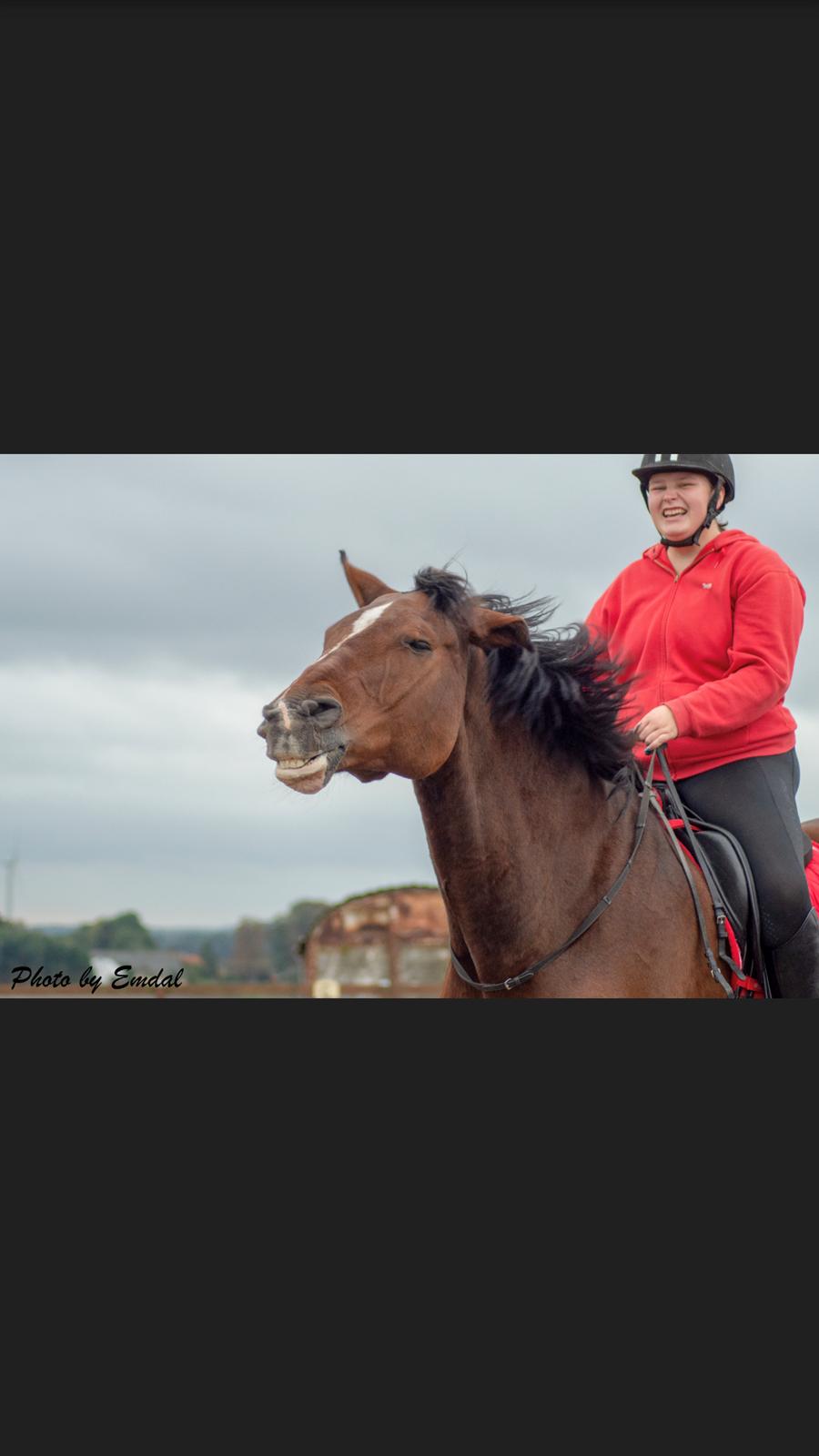 Dansk Varmblod Cadeau billede 5