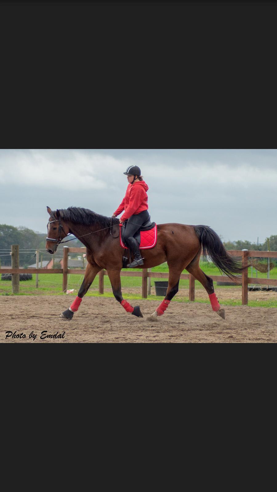 Dansk Varmblod Cadeau billede 6