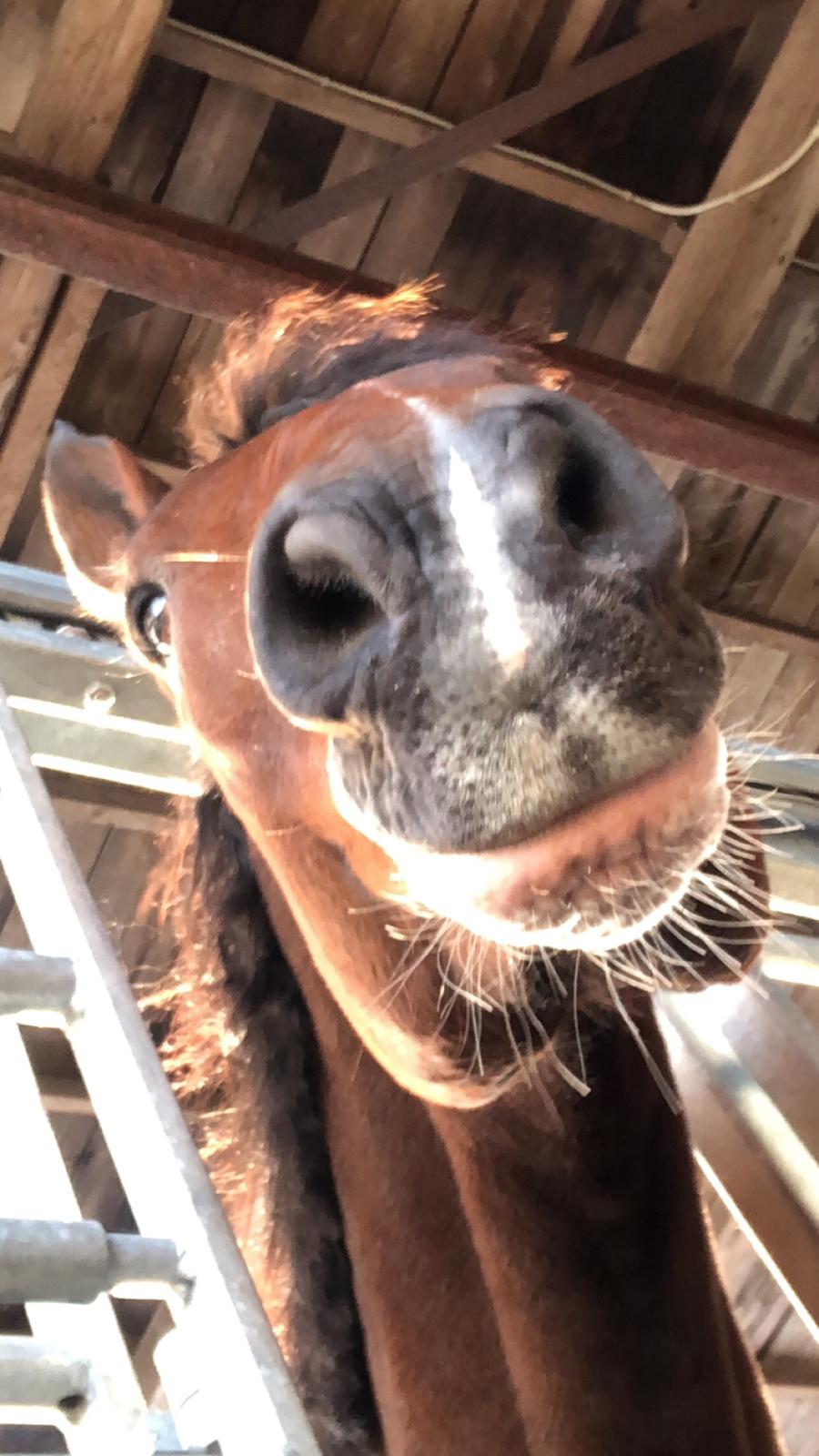 Dansk Varmblod Cadeau billede 7