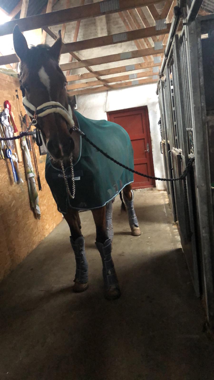 Dansk Varmblod Cadeau billede 8