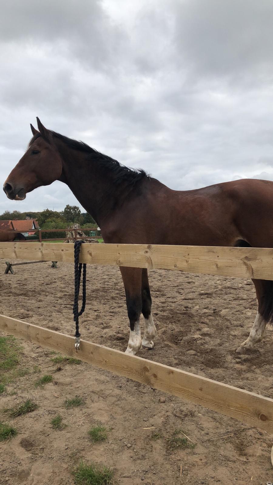 Dansk Varmblod Cadeau billede 9