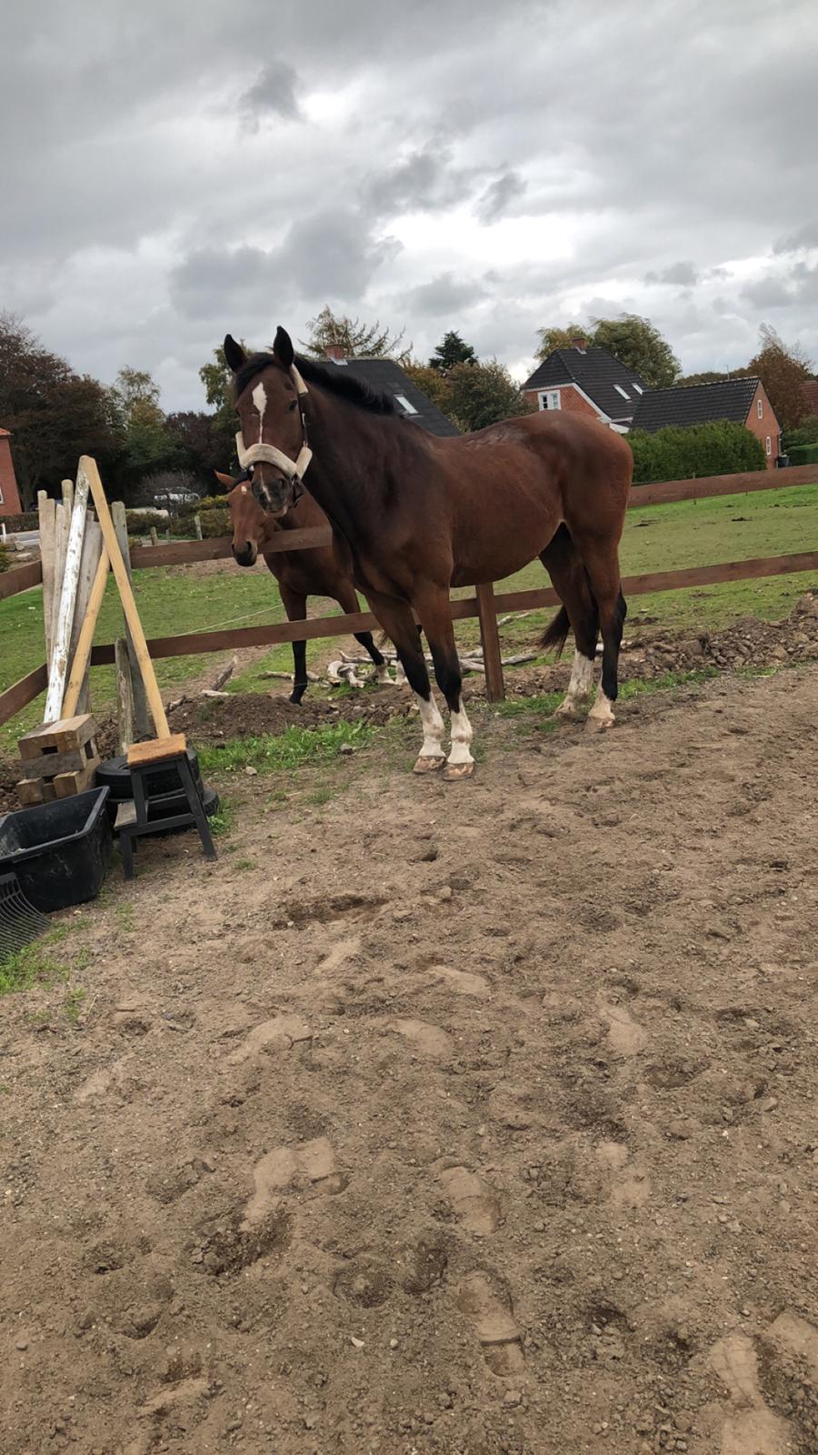 Dansk Varmblod Cadeau billede 10