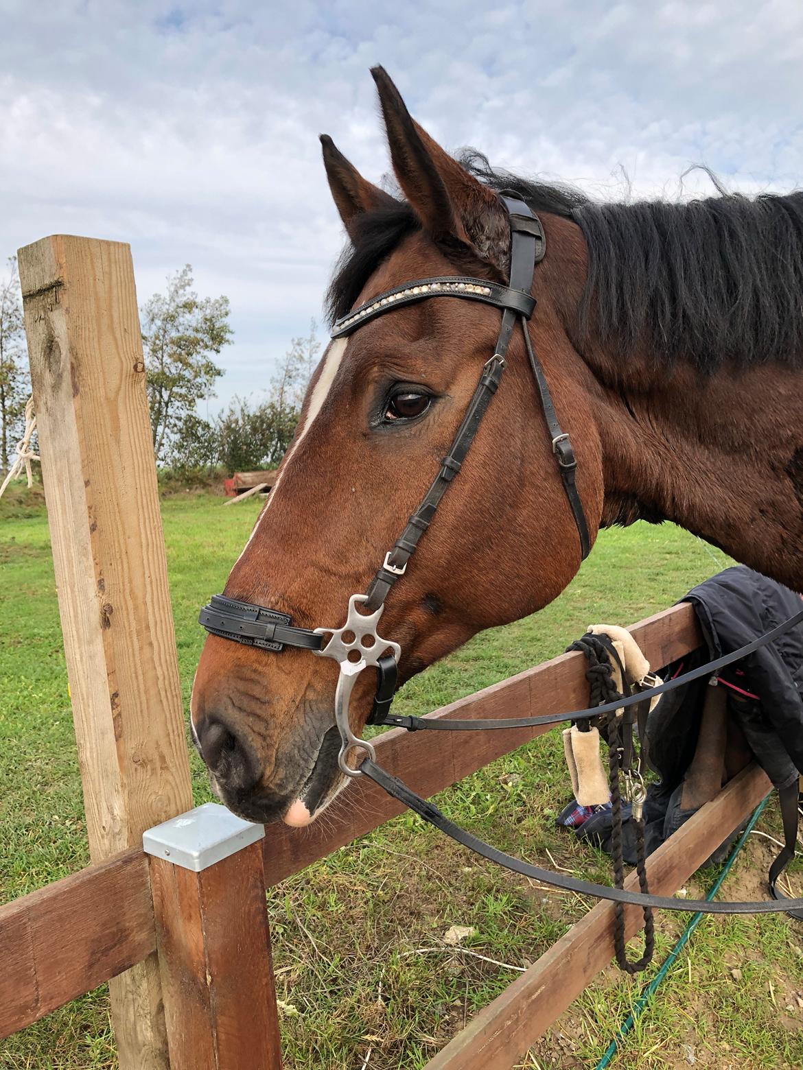 Dansk Varmblod Cadeau billede 1