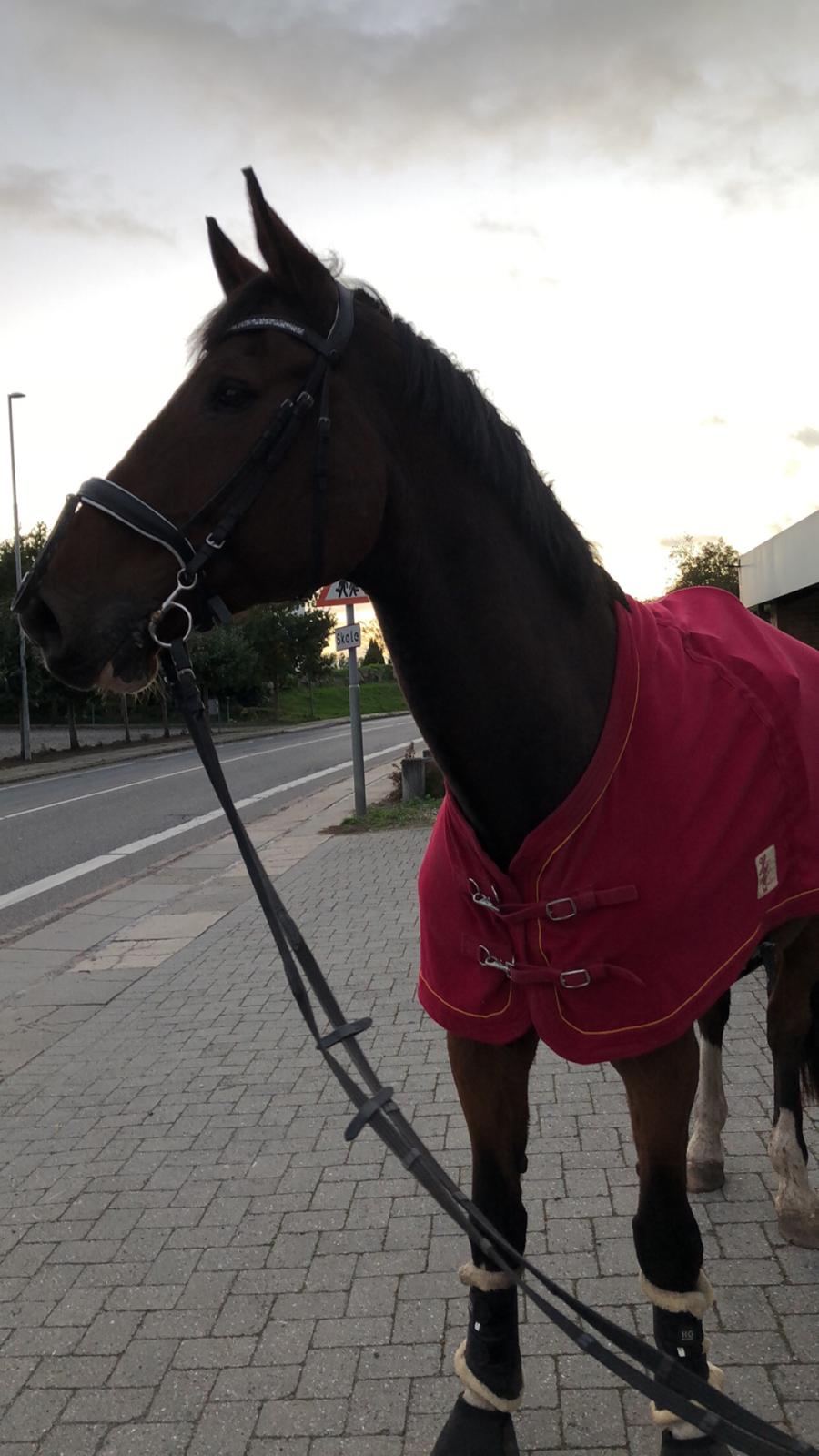 Dansk Varmblod Cadeau billede 11