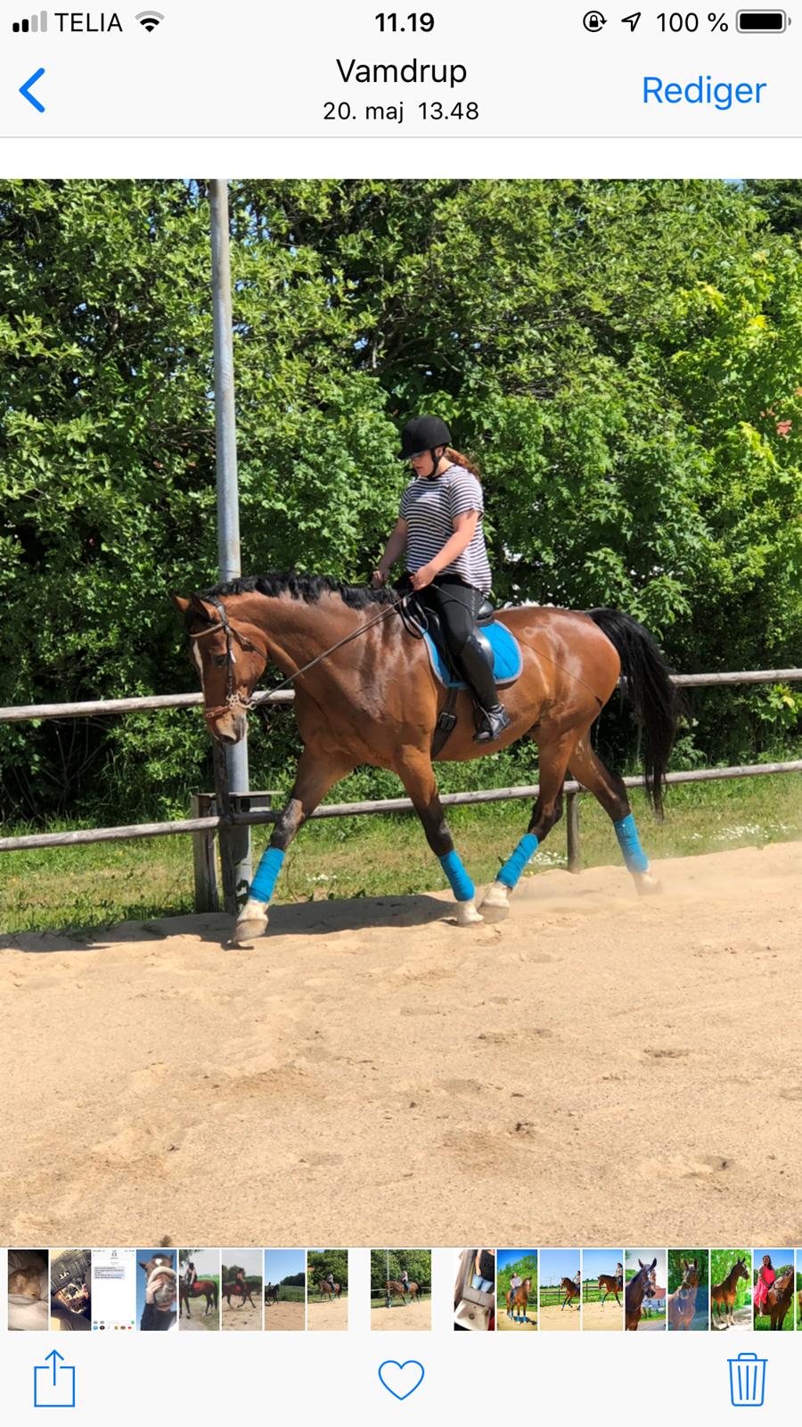 Dansk Varmblod Cadeau billede 12