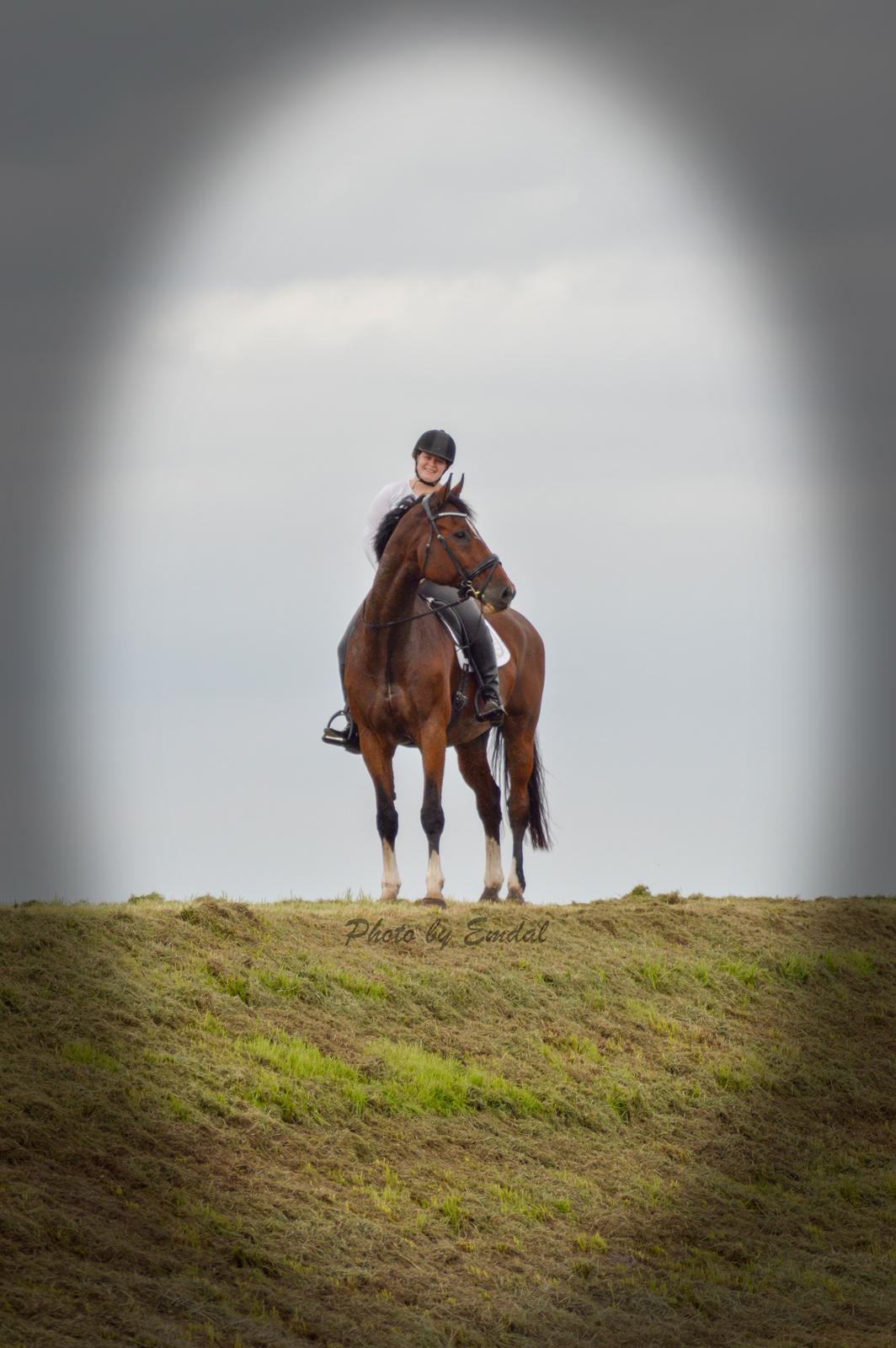 Dansk Varmblod Cadeau billede 14