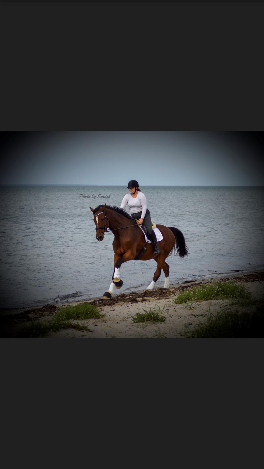 Dansk Varmblod Cadeau billede 15