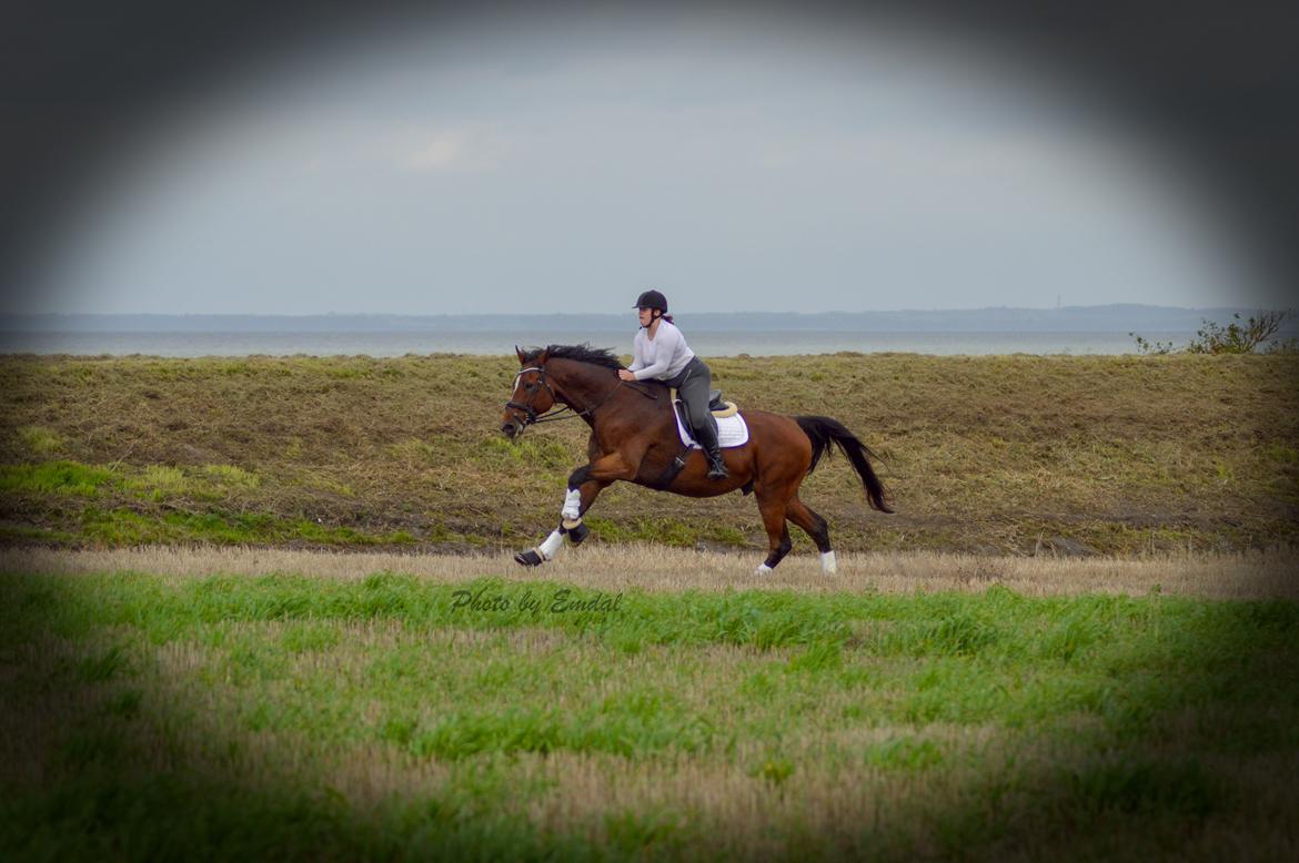 Dansk Varmblod Cadeau billede 13