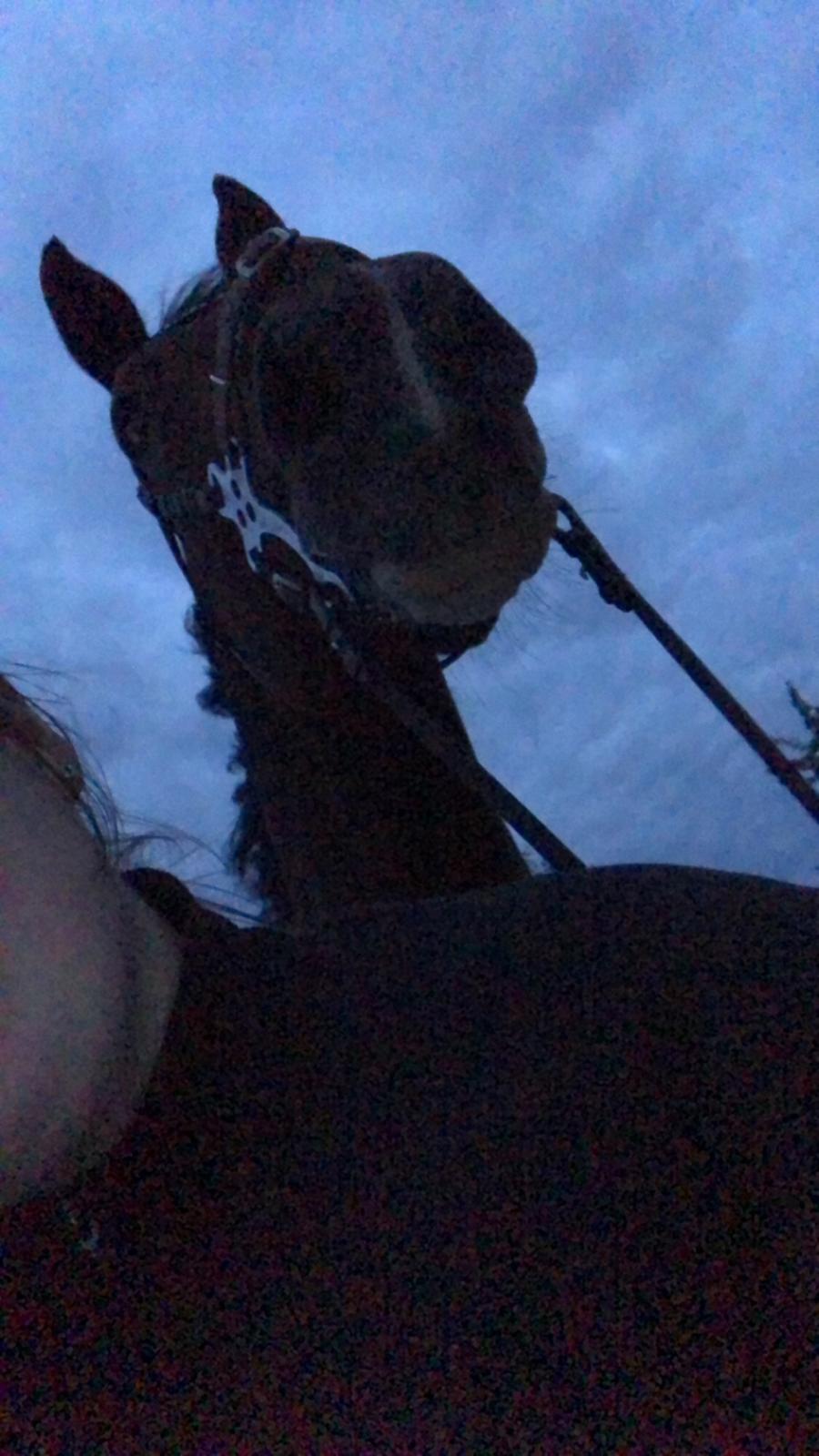 Dansk Varmblod Cadeau billede 17