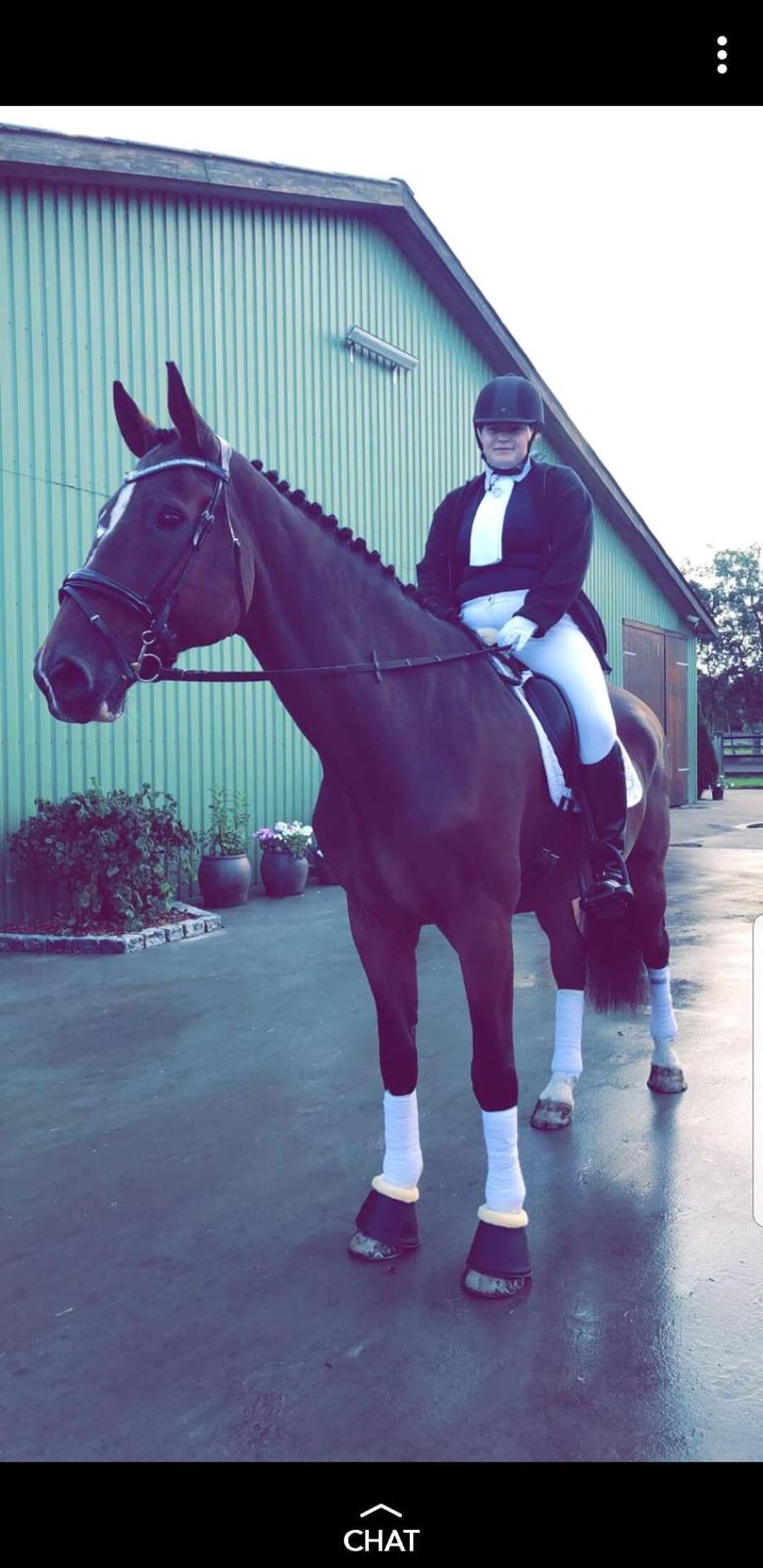 Dansk Varmblod Cadeau billede 18