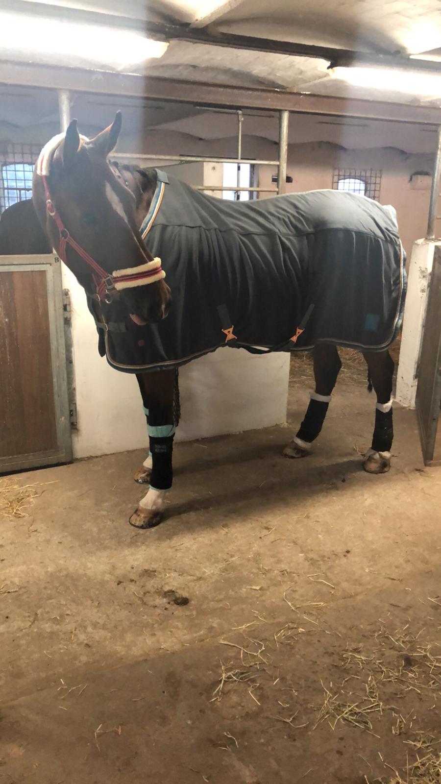 Dansk Varmblod Cadeau billede 19