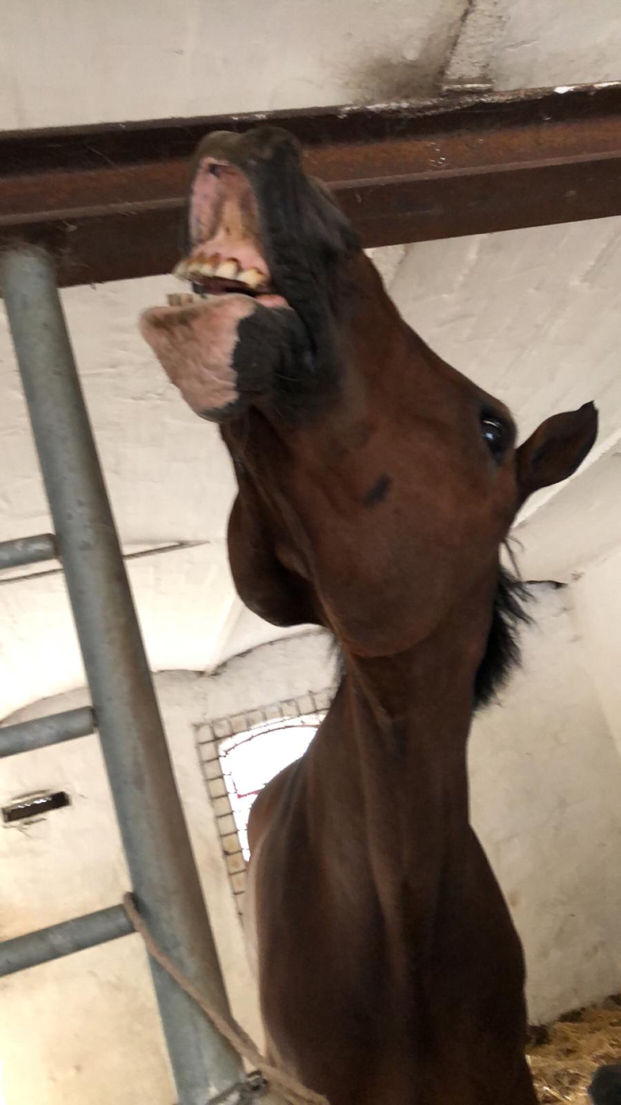 Dansk Varmblod Cadeau billede 20