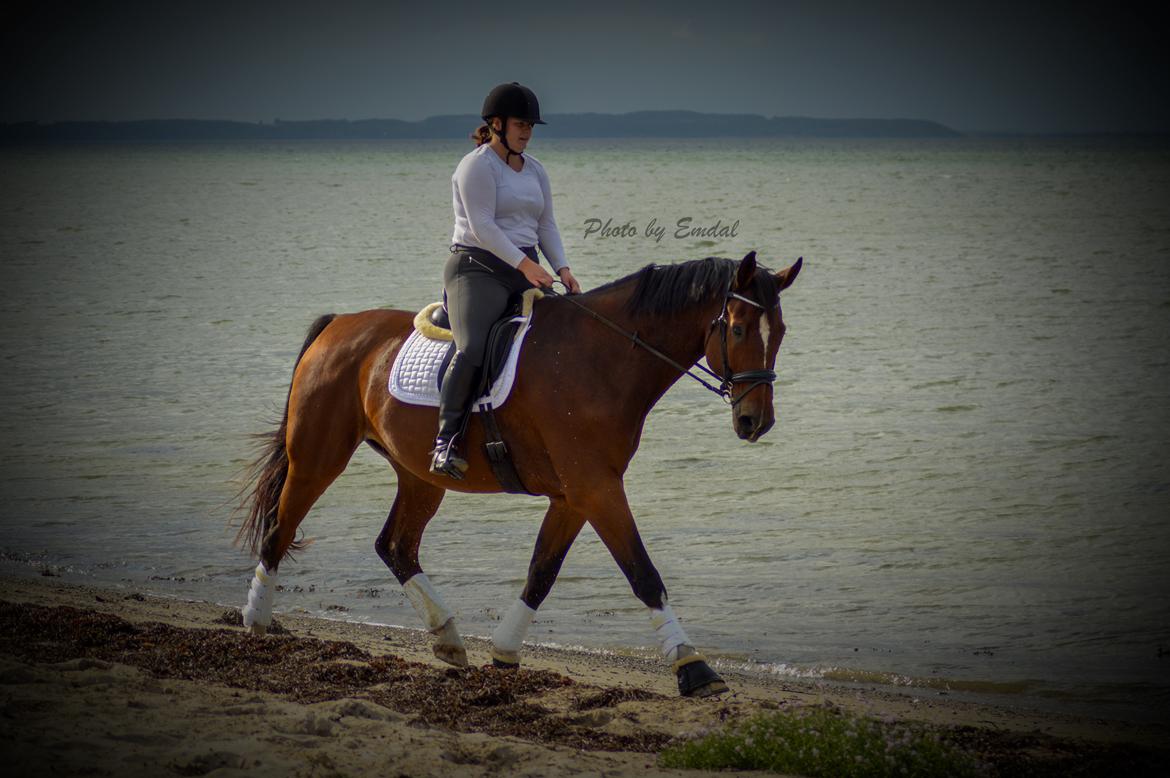 Dansk Varmblod Cadeau billede 16