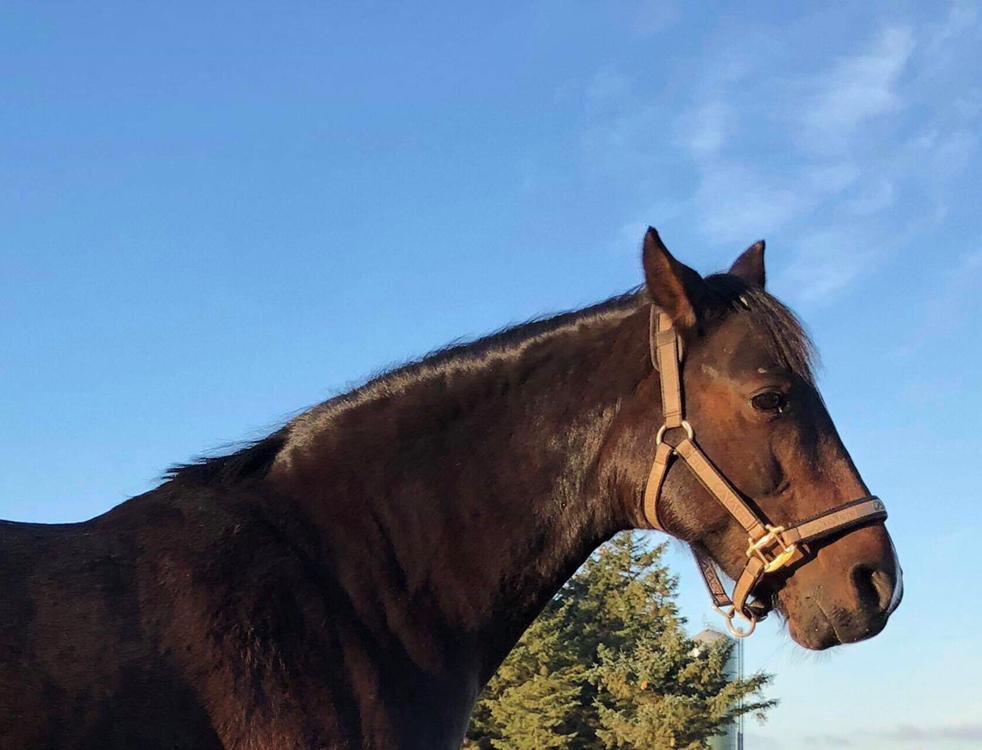 Knabstrupper Jamaicas drøm billede 12