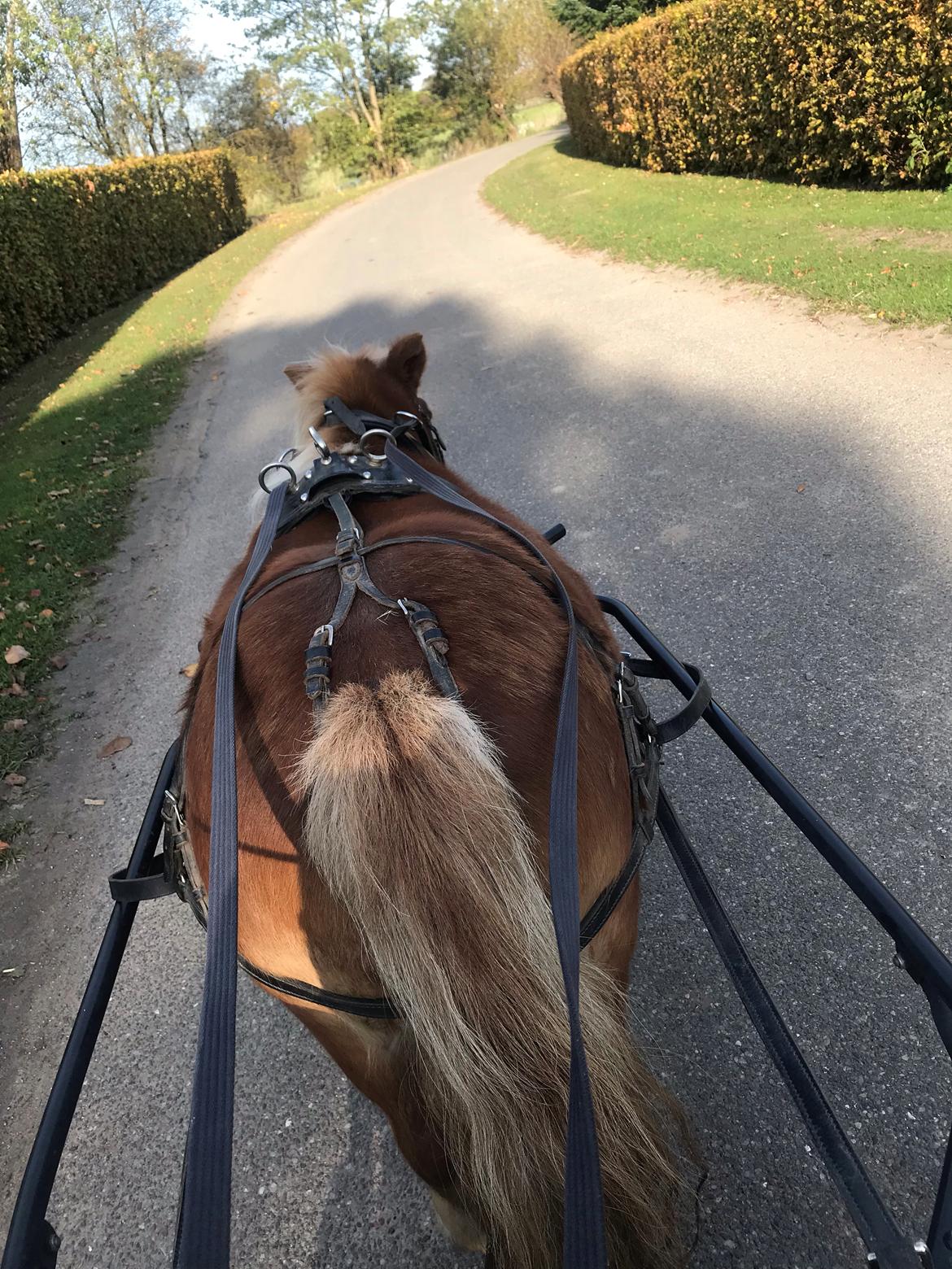 Shetlænder Møllegårdens Rachel( kaldet Molly ) billede 7