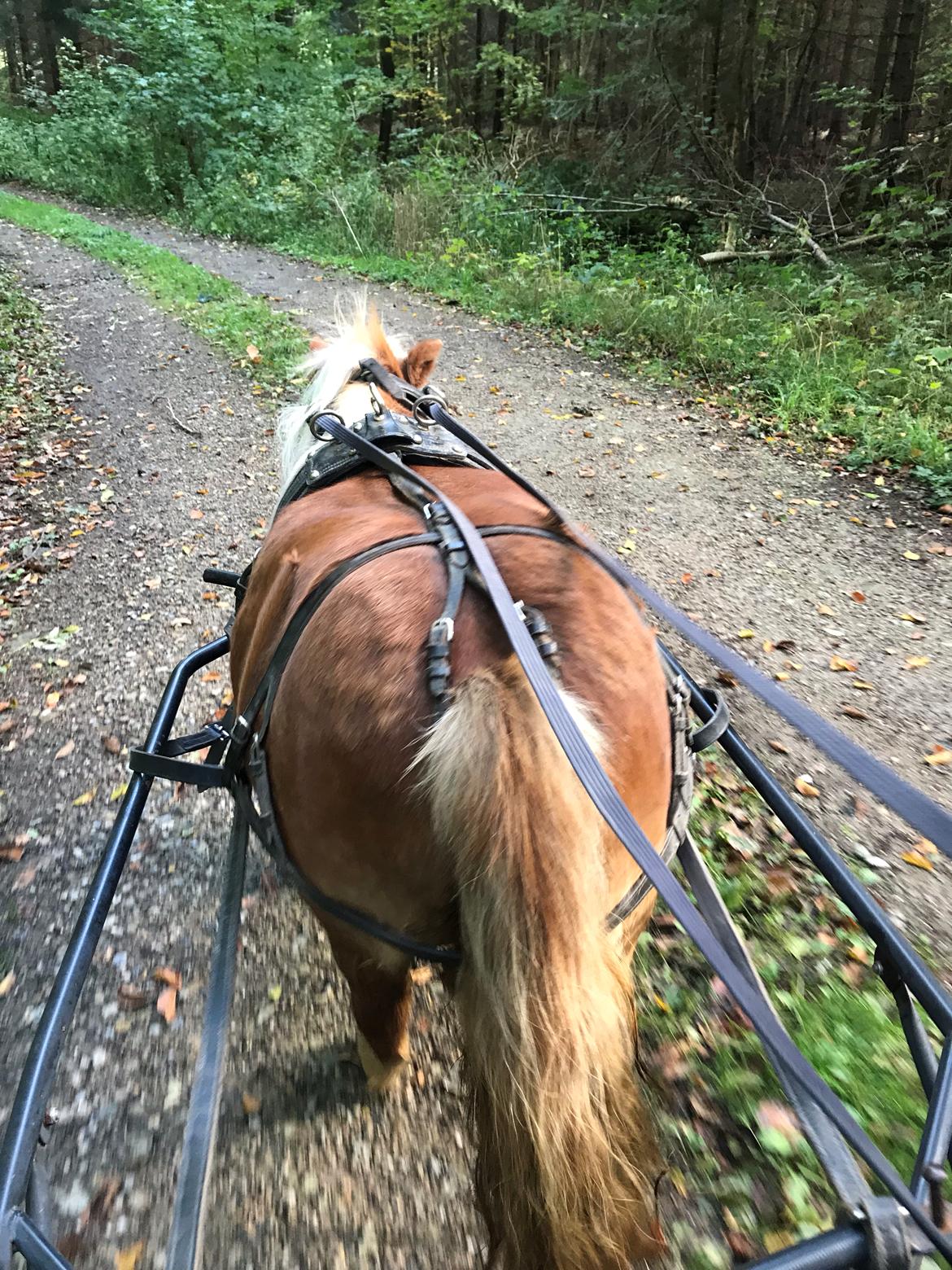 Shetlænder Møllegårdens Rachel( kaldet Molly ) billede 8
