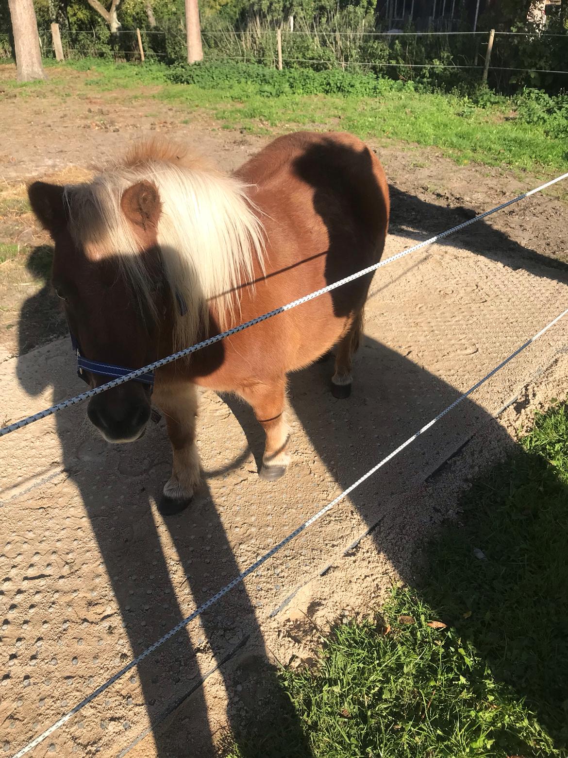 Shetlænder Møllegårdens Rachel( kaldet Molly ) billede 9