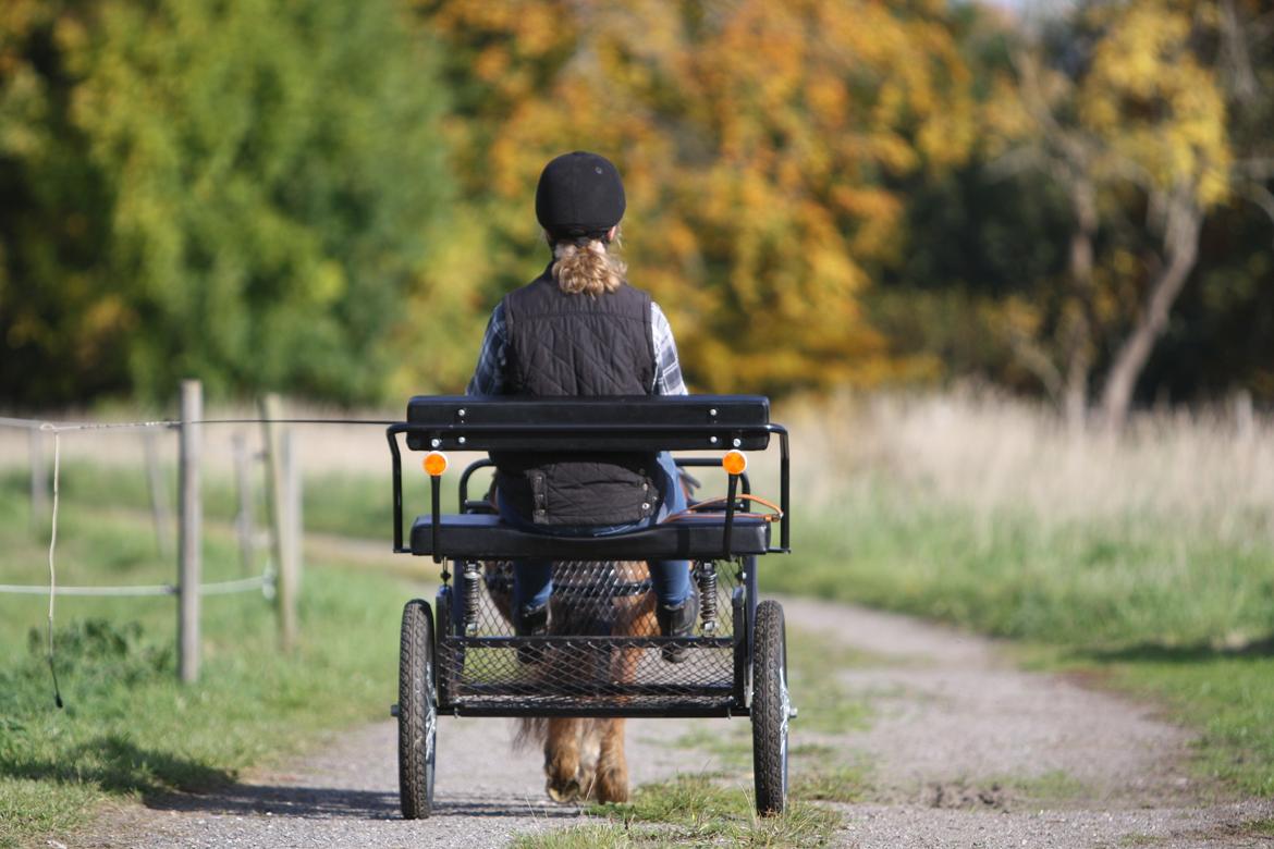 Shetlænder Bådsgårds Baronesse (Nesse) - På køretur i det smukke, danske efterårsvejr <3. Billedet er taget af Elene Eden Nielsen. billede 19