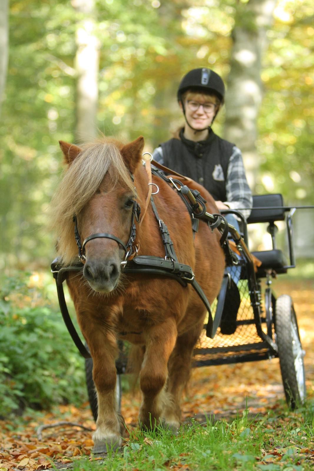 Shetlænder Bådsgårds Baronesse (Nesse) - Min fantastiske lille hest <3. Billedet er taget af Elene Eden Nielsen. billede 10