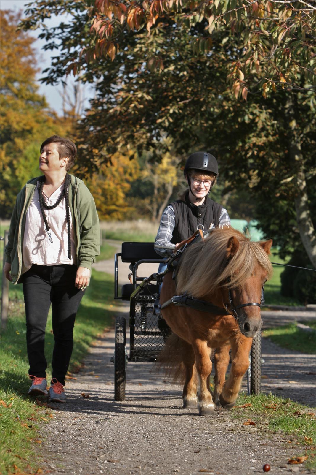 Shetlænder Bådsgårds Baronesse (Nesse) - Køretur med Stinemor i det smukke efterår. Treenigheden <3. Billedet er taget af Elene Eden Nielsen. billede 4