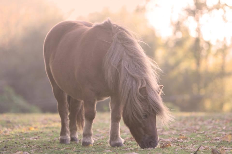Shetlænder Bådsgårds Baronesse (Nesse) - Nesse i et helt fantastisk efterårslys <3. Billedet er taget af Elene Eden Nielsen. billede 17
