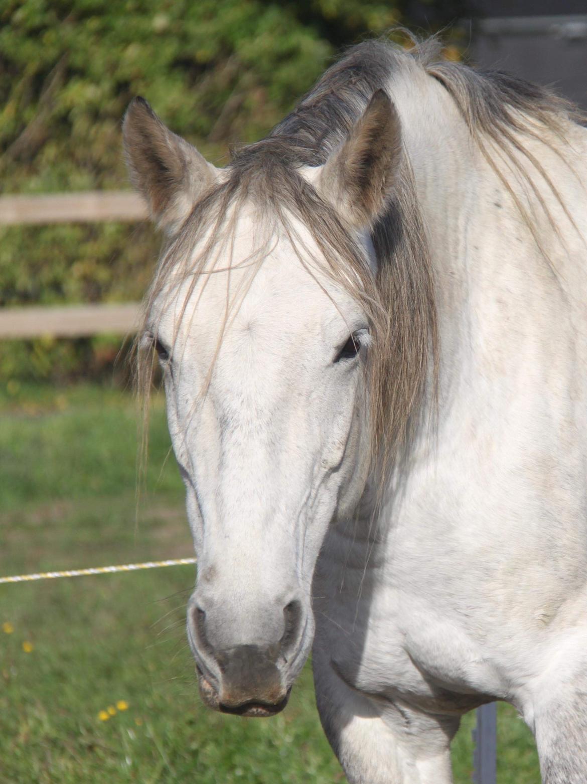 Anden særlig race Sunshine billede 14
