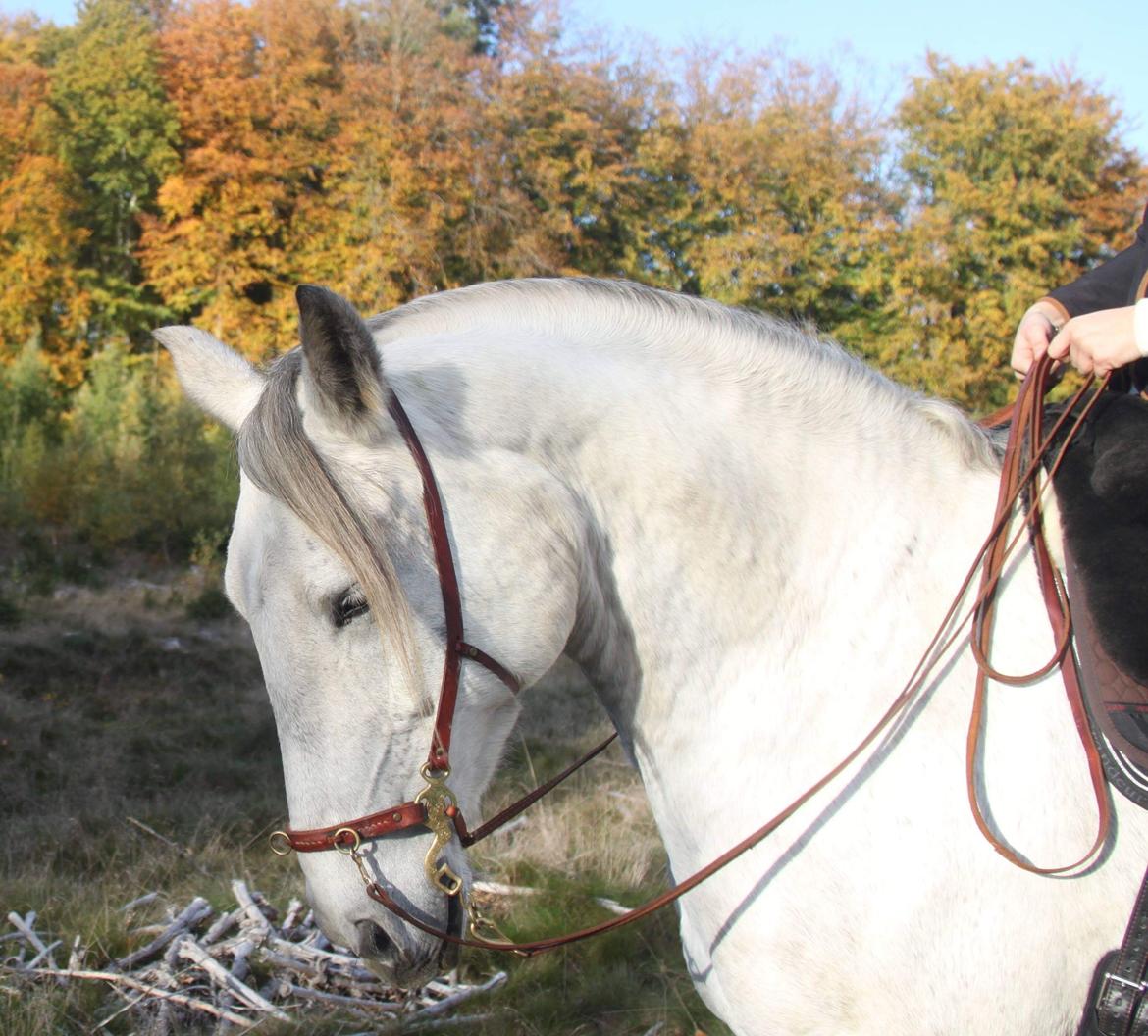 Anden særlig race Sunshine billede 16