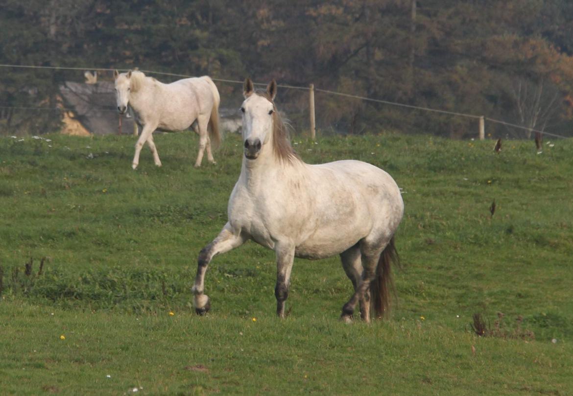 Anden særlig race Sunshine billede 18