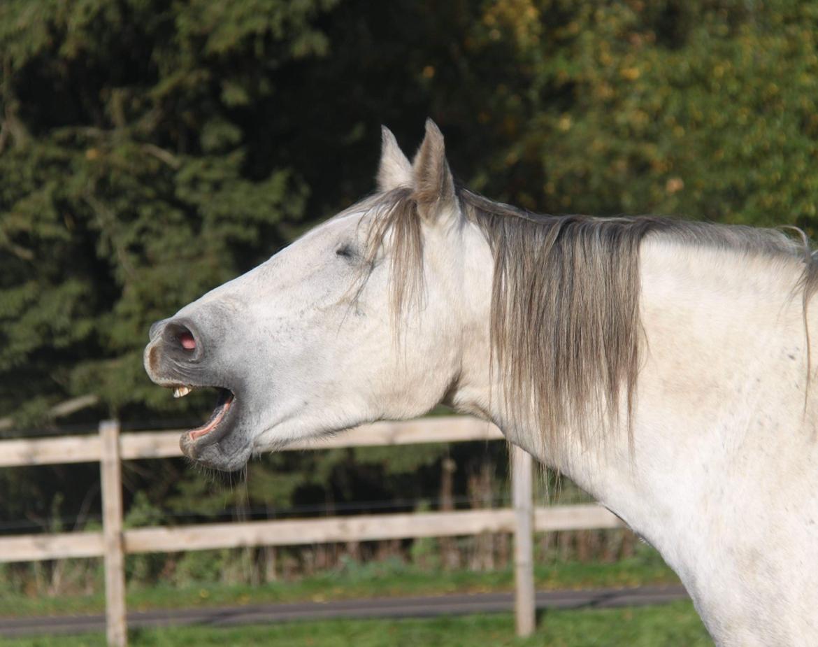 Anden særlig race Sunshine billede 17