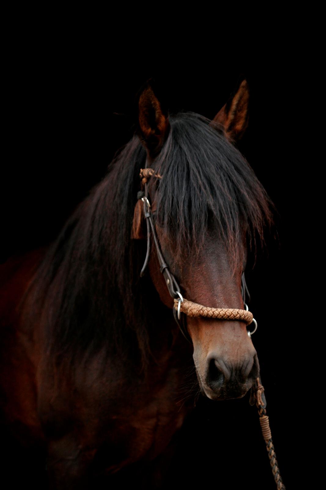 Paso-Peruanos Naranja billede 9