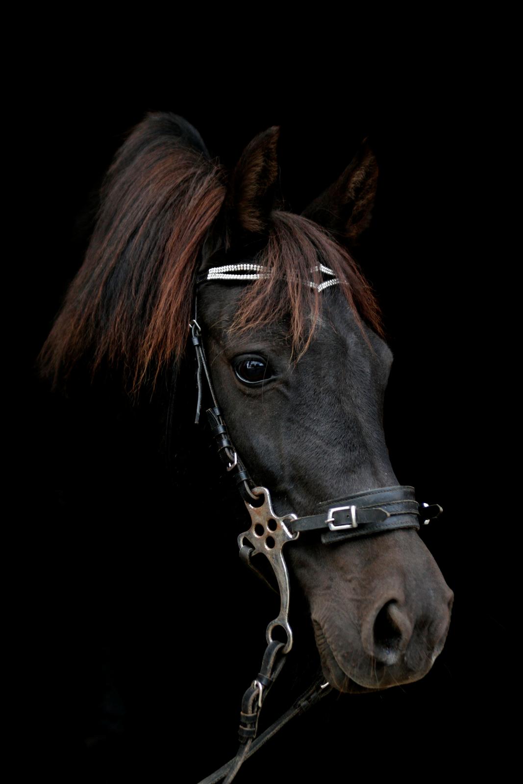 New Forest Martini hedevang billede 3