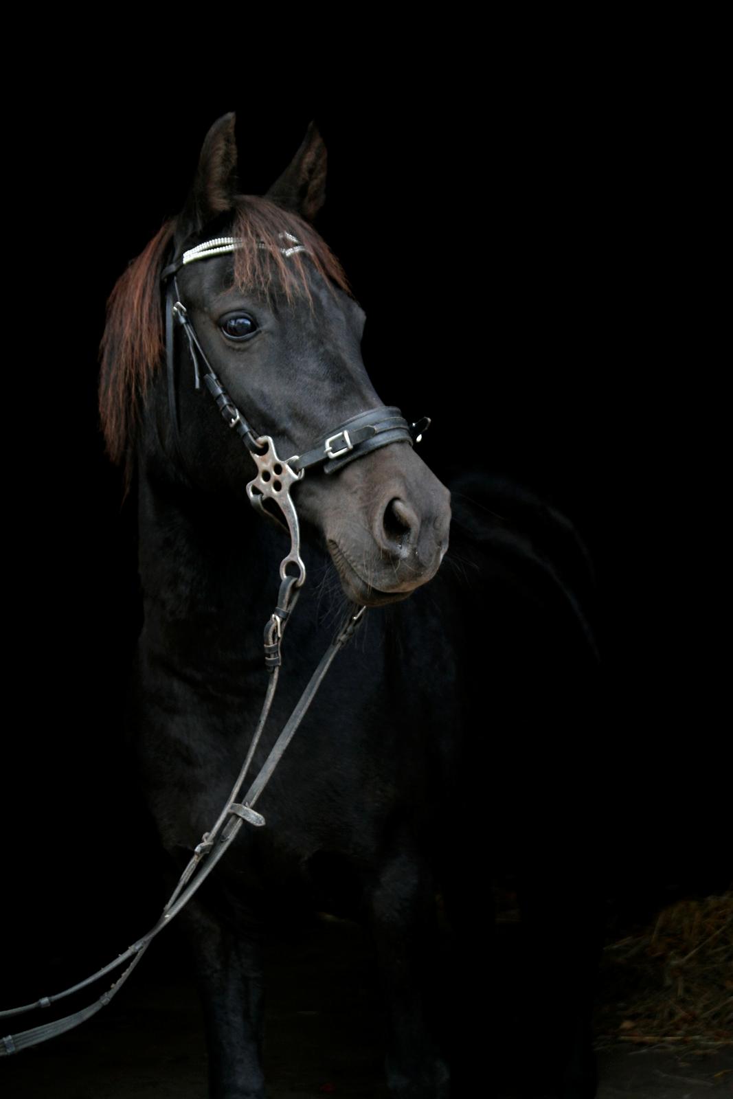 New Forest Martini hedevang billede 19